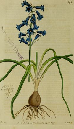 Brimeura amethystina: het plantengeslacht Brimeura is naar Marie de Brimeu vernoemd (Bron: Sydenham Edwards, 1815, Boston Public Library)