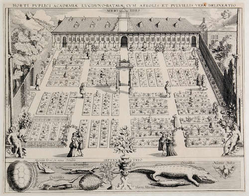 De Leidse Hortus Botanicus rond 1610, ets van Willem Isaacsz Swanenburg (Bron: Leiden University)