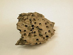 Een stuk hout van het schip de Waterloo, met gaten van de paalworm (Foto: Noordbrabants Museum)