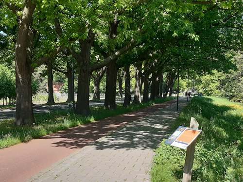 Napoleonsweg nabij Oosterhout. De weg wordt geflankeerd door bomen, geheel volgens het oorspronkelijke ontwerp. Rechts op de foto is een informatiebord te zien. (Foto: Annemiek van de Made - van Bijnen, 2020)