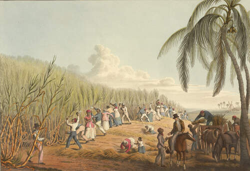 Tot slaafgemaakten oogsten suikerriet op een suikerplantage in West-Indië (Bron: William Clark, 1823, The British Library)