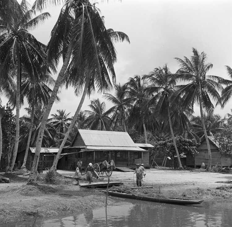 Een Javaans dorp in de Van Drimmelenpolder in Suriname. (Foto: Willem van de Poll, 1947, Nationaal Archief)